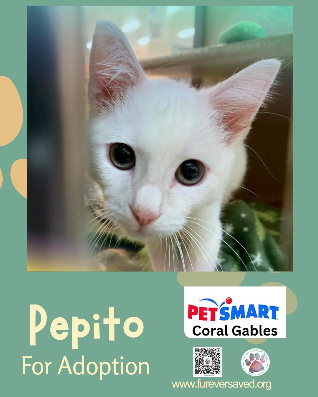 Enlarge Pepito, a Adopted Domestic Short Hair in Miami, FL image 2/5