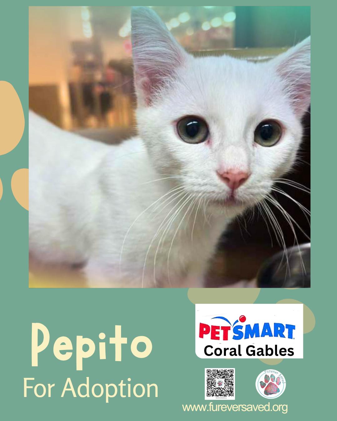 Enlarge Pepito, a Adopted Domestic Short Hair in Miami, FL image 5/5