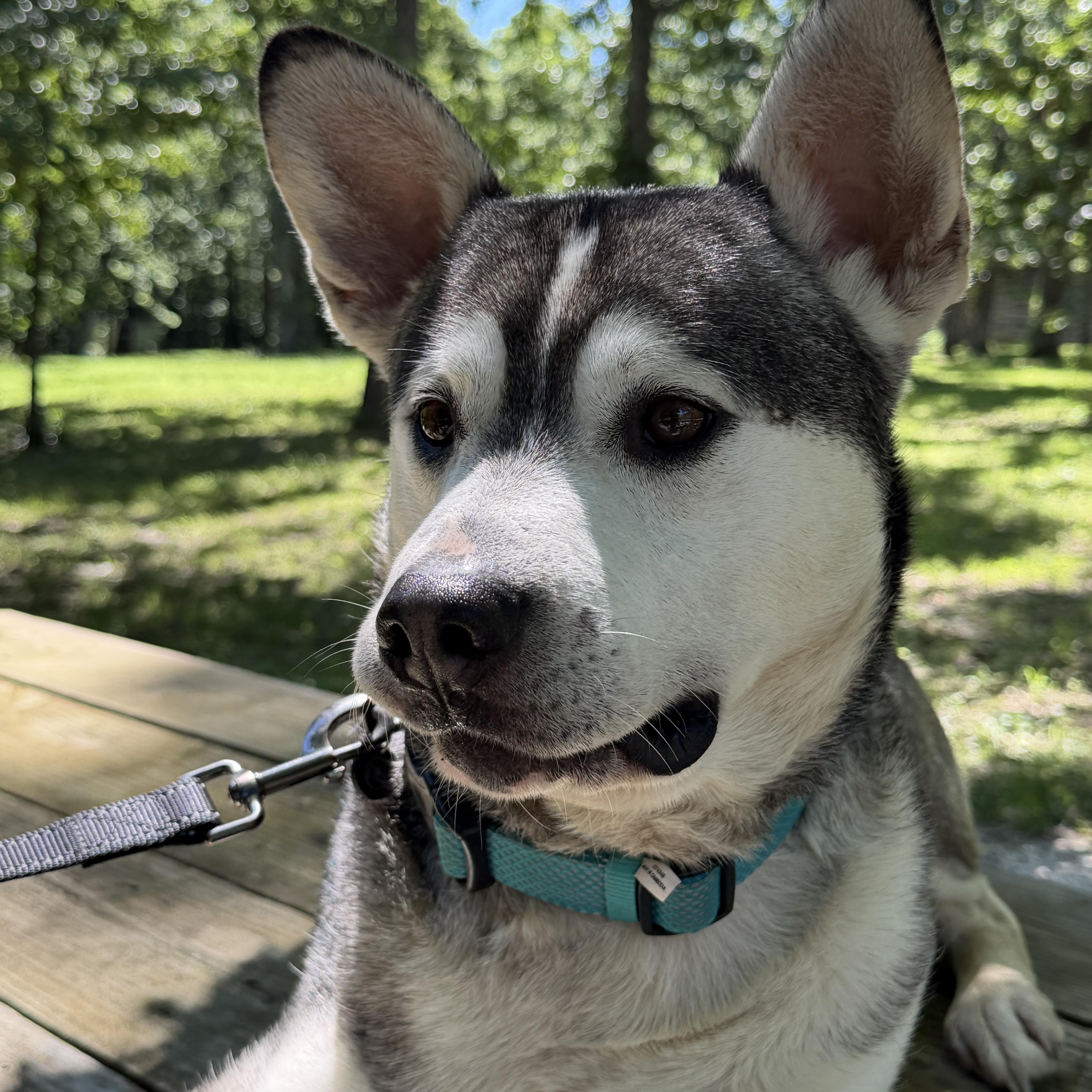 Enlarge Yoda ADOPTION FEE SPONSORED, a Adoptable mixed breed in Springfield, MO image 4/5