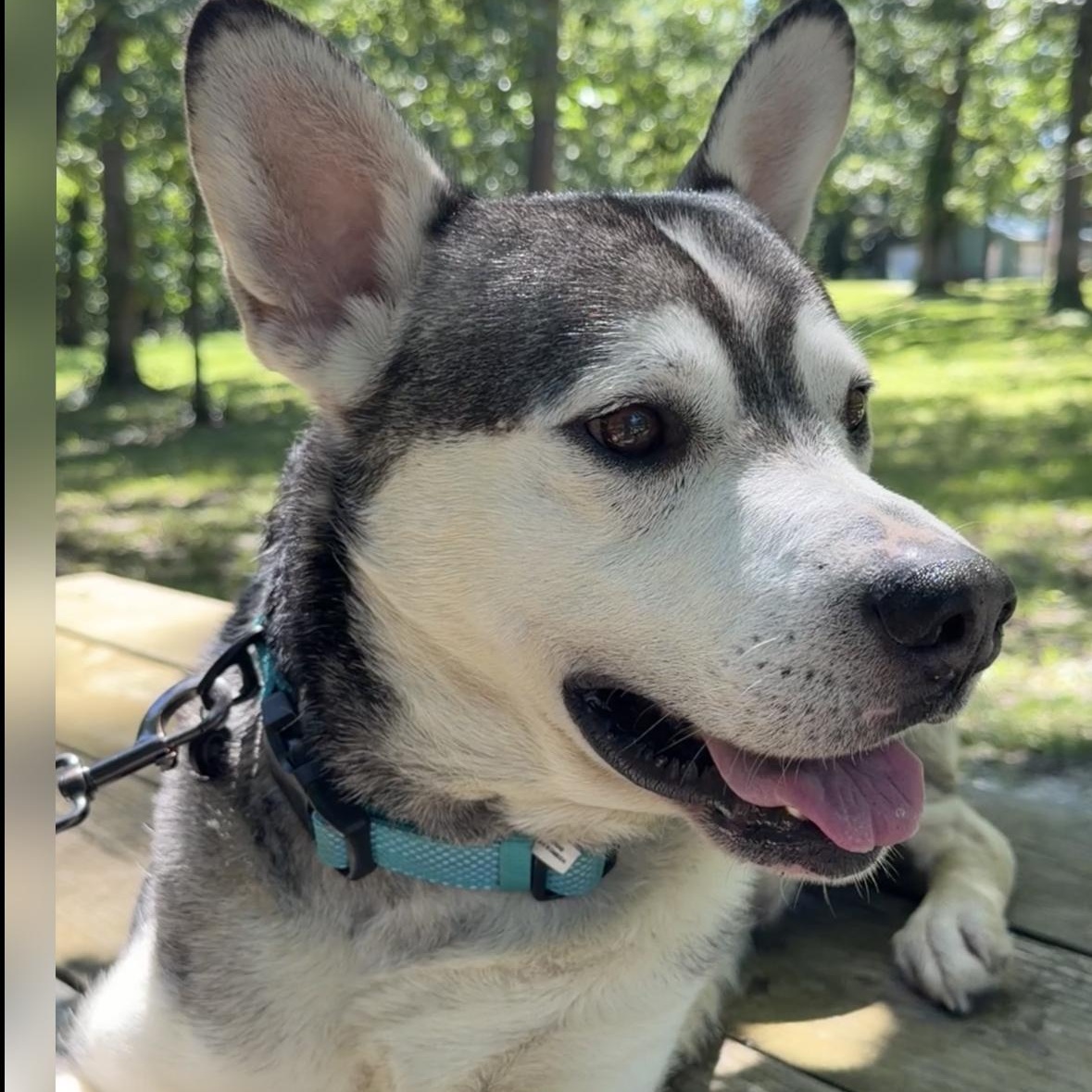 Yoda ADOPTION FEE SPONSORED, Adoptable, Adult Male Siberian Husky & Collie.