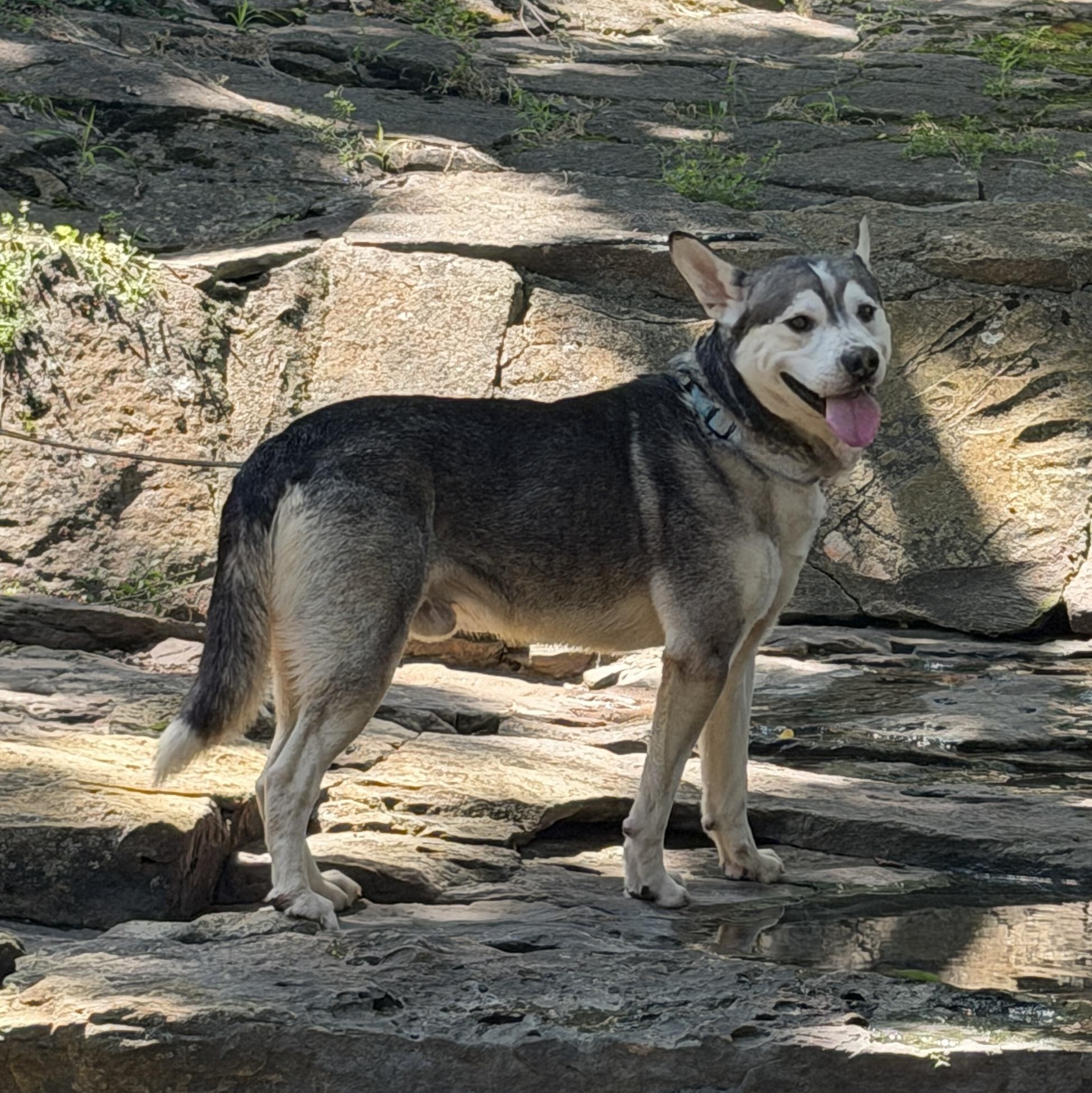 Enlarge Yoda ADOPTION FEE SPONSORED, a Adoptable mixed breed in Springfield, MO image 2/5
