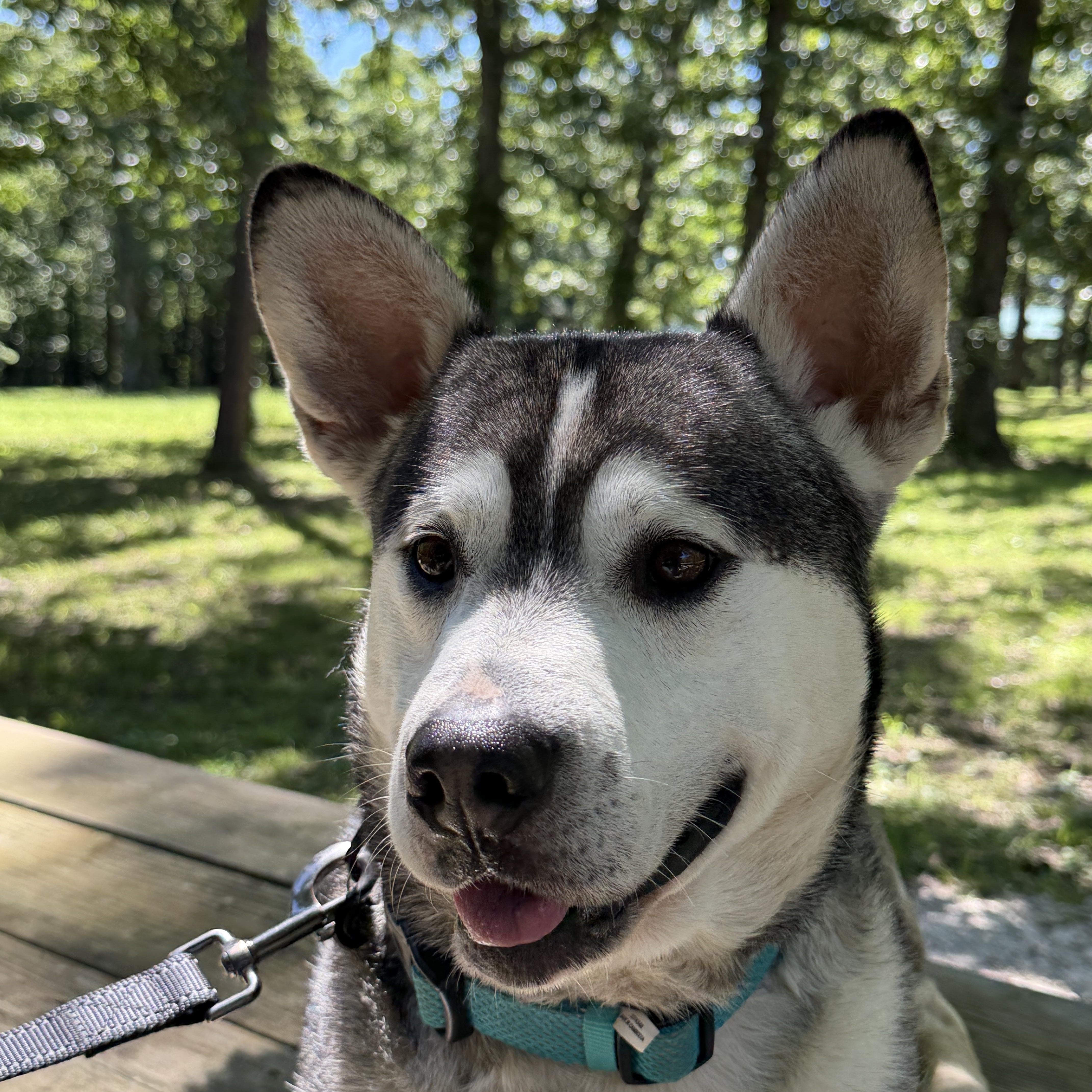 Enlarge Yoda ADOPTION FEE SPONSORED, a Adoptable mixed breed in Springfield, MO image 5/5