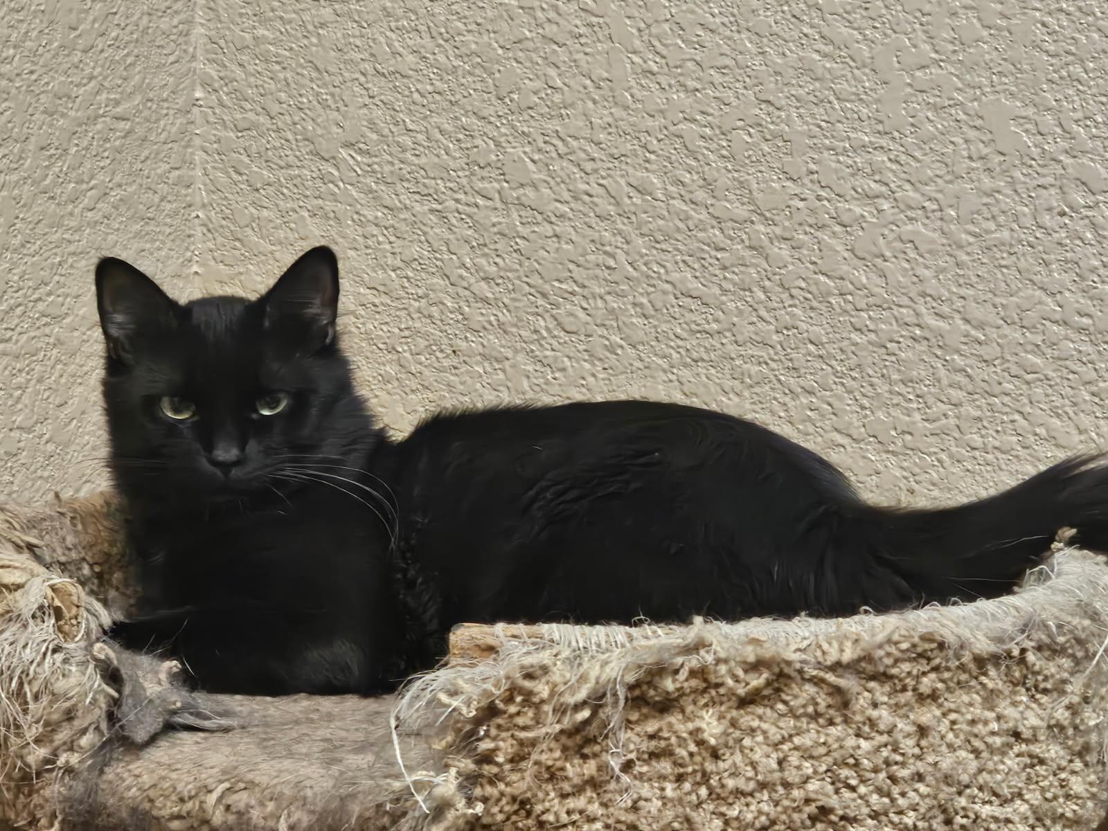 Enlarge Felix, an adopted Domestic Long Hair in Yuma, AZ image 1/1