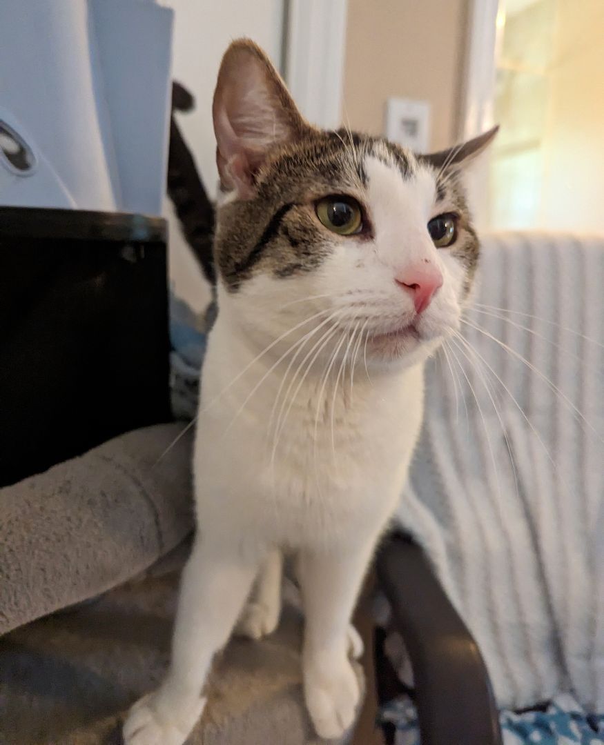 Miu Miu, a Adoptable Domestic Short Hair in Lake Worth, FL image 1/17