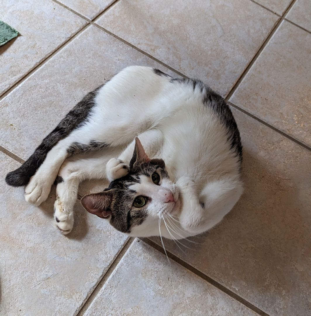 Miu Miu, a Adoptable Domestic Short Hair in Lake Worth, FL image 2/17