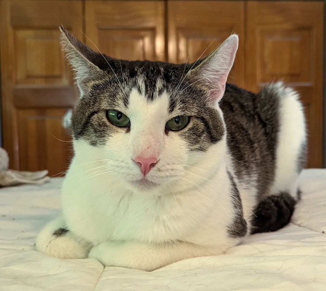 Miu Miu, a Adoptable Domestic Short Hair in Lake Worth, FL image 3/17