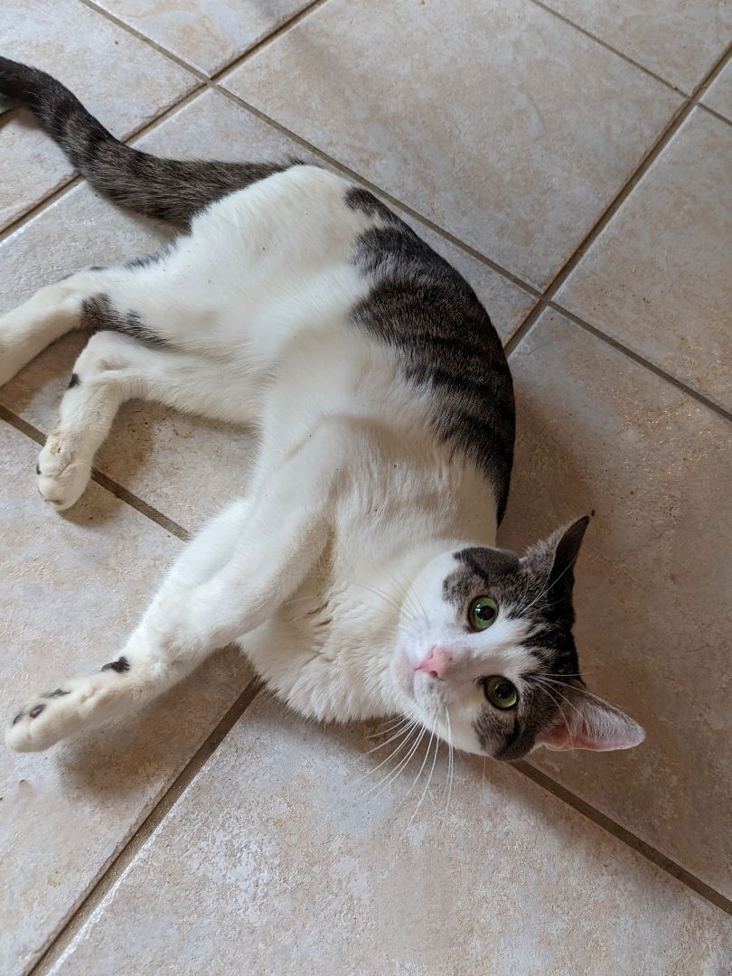 Miu Miu, a Adoptable Domestic Short Hair in Lake Worth, FL image 4/17