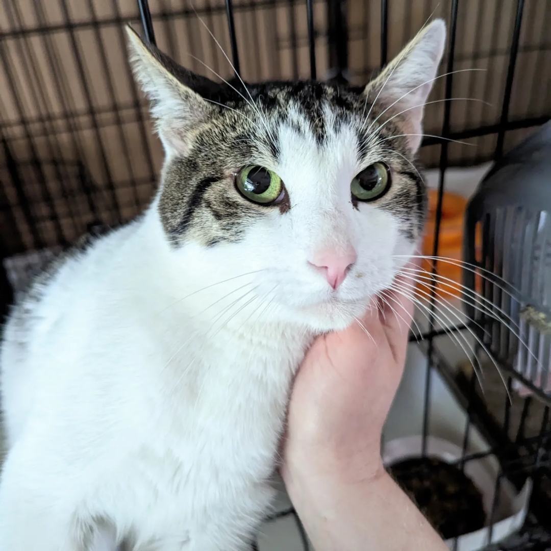 Miu Miu, a Adoptable Domestic Short Hair in Lake Worth, FL image 5/17