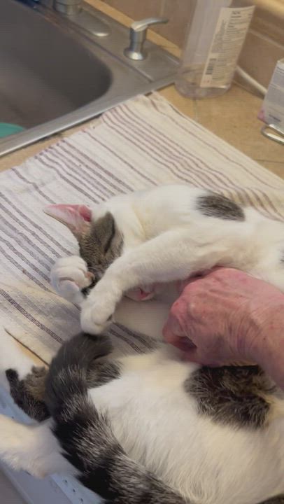 Enlarge Miu Miu, a Adoptable Domestic Short Hair in Lake Worth, FL video 17/17