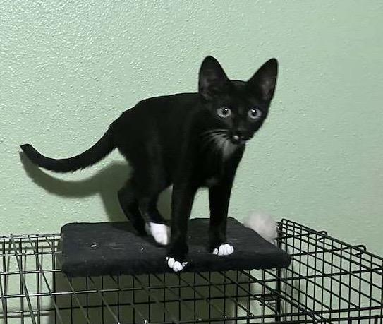 Enlarge Bonnie - Riley Fuzzell, a Adopted mixed breed in Spring, TX image 2/4
