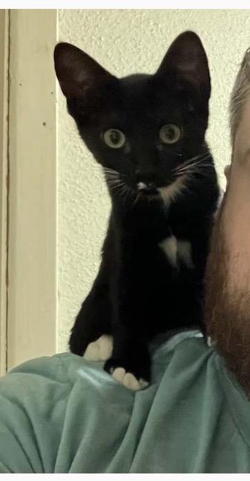 Enlarge Bonnie - Riley Fuzzell, a Adopted mixed breed in Spring, TX image 1/4