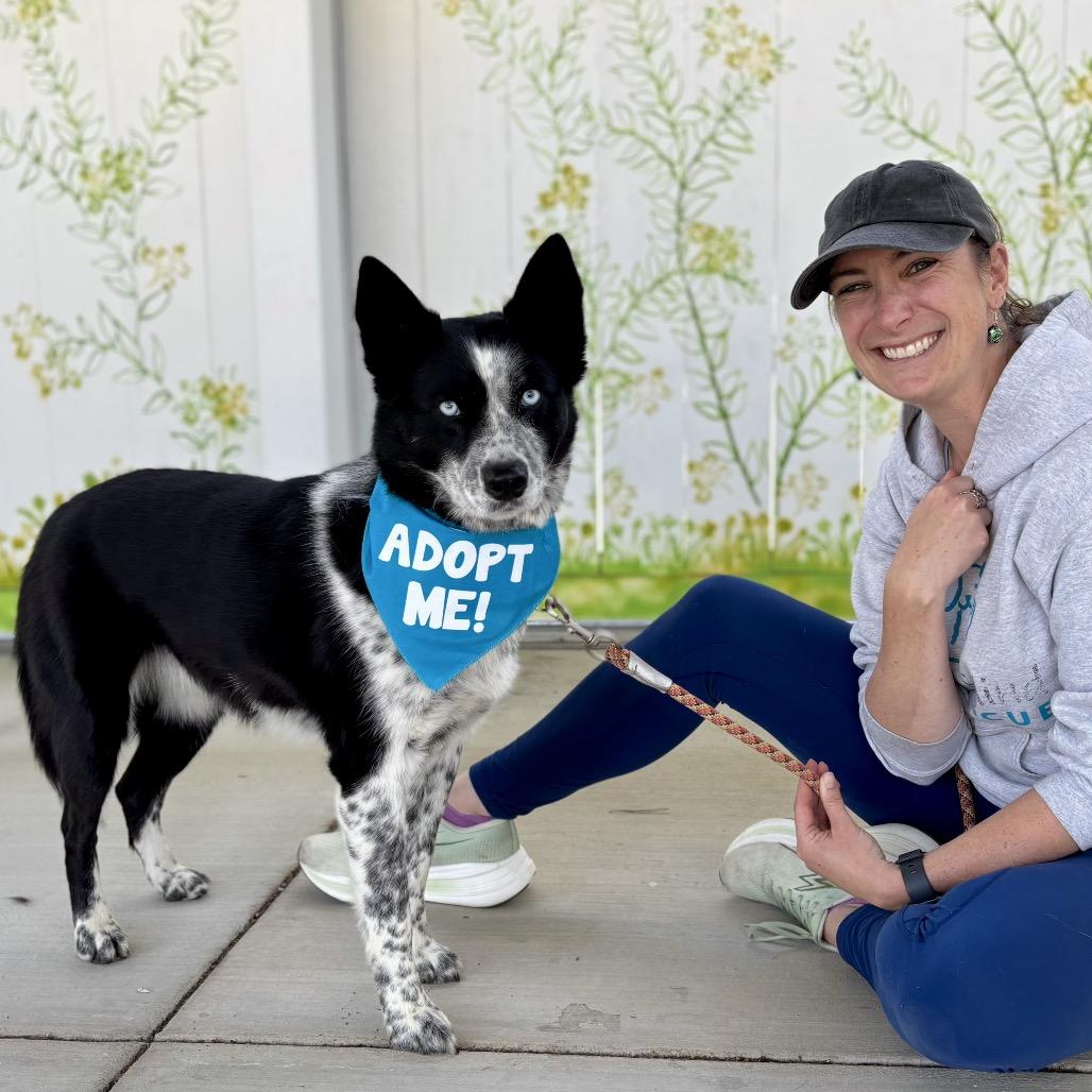 Enlarge Stormie, a Adoptable mixed breed in Pacific Grove, CA image 1/4