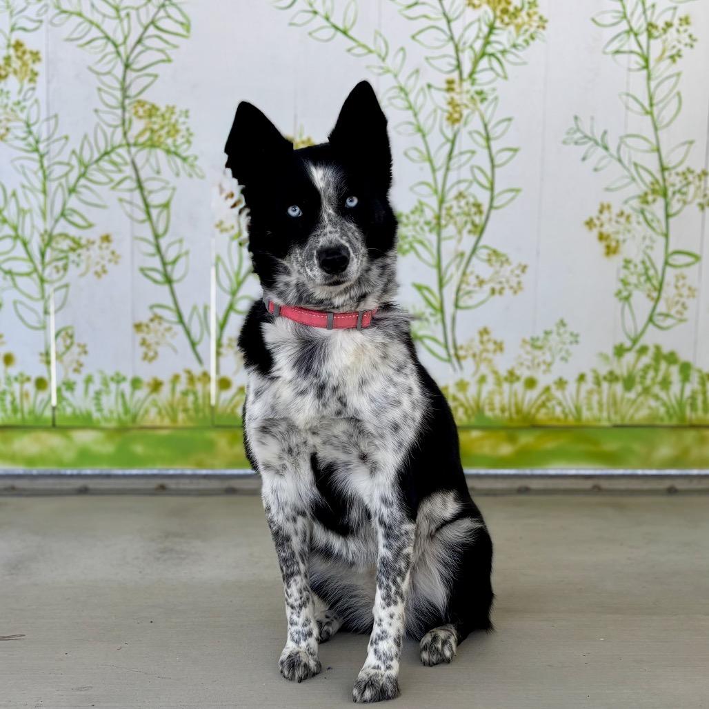 Enlarge Stormie, a Adoptable mixed breed in Pacific Grove, CA image 2/4