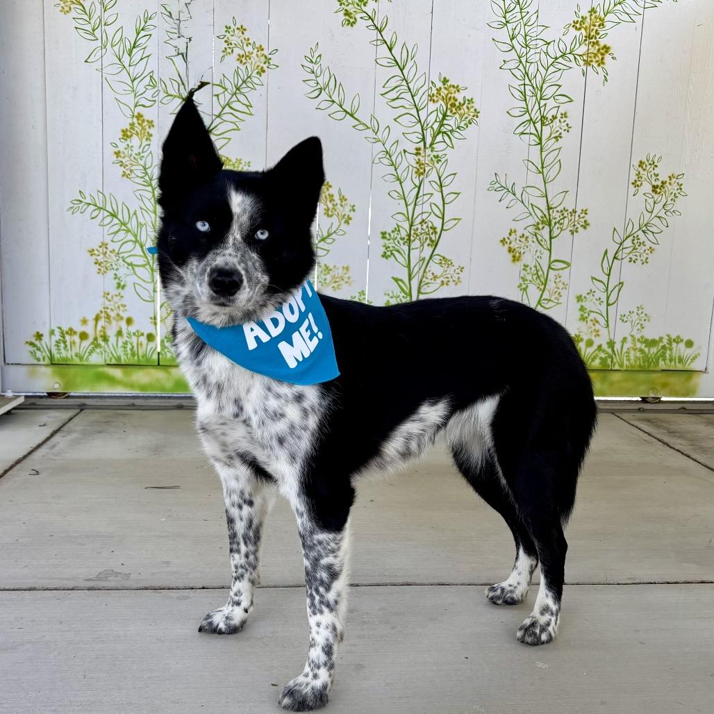 Enlarge Stormie, a Adoptable mixed breed in Pacific Grove, CA image 3/4