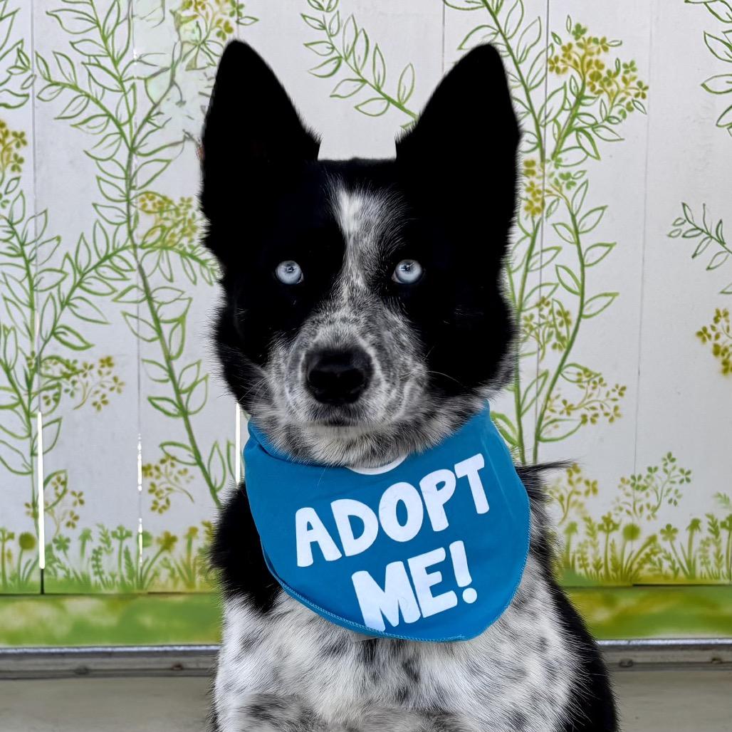 Enlarge Stormie, a Adoptable mixed breed in Pacific Grove, CA image 4/4