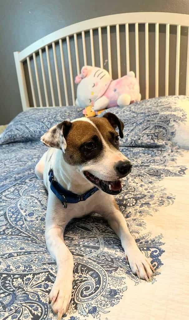 Mona Lisa, a Adoptable mixed breed in Frederick, MD image 6/6