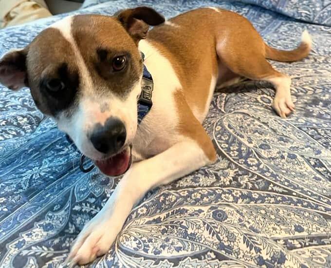 Mona Lisa, a Adoptable mixed breed in Frederick, MD image 3/6