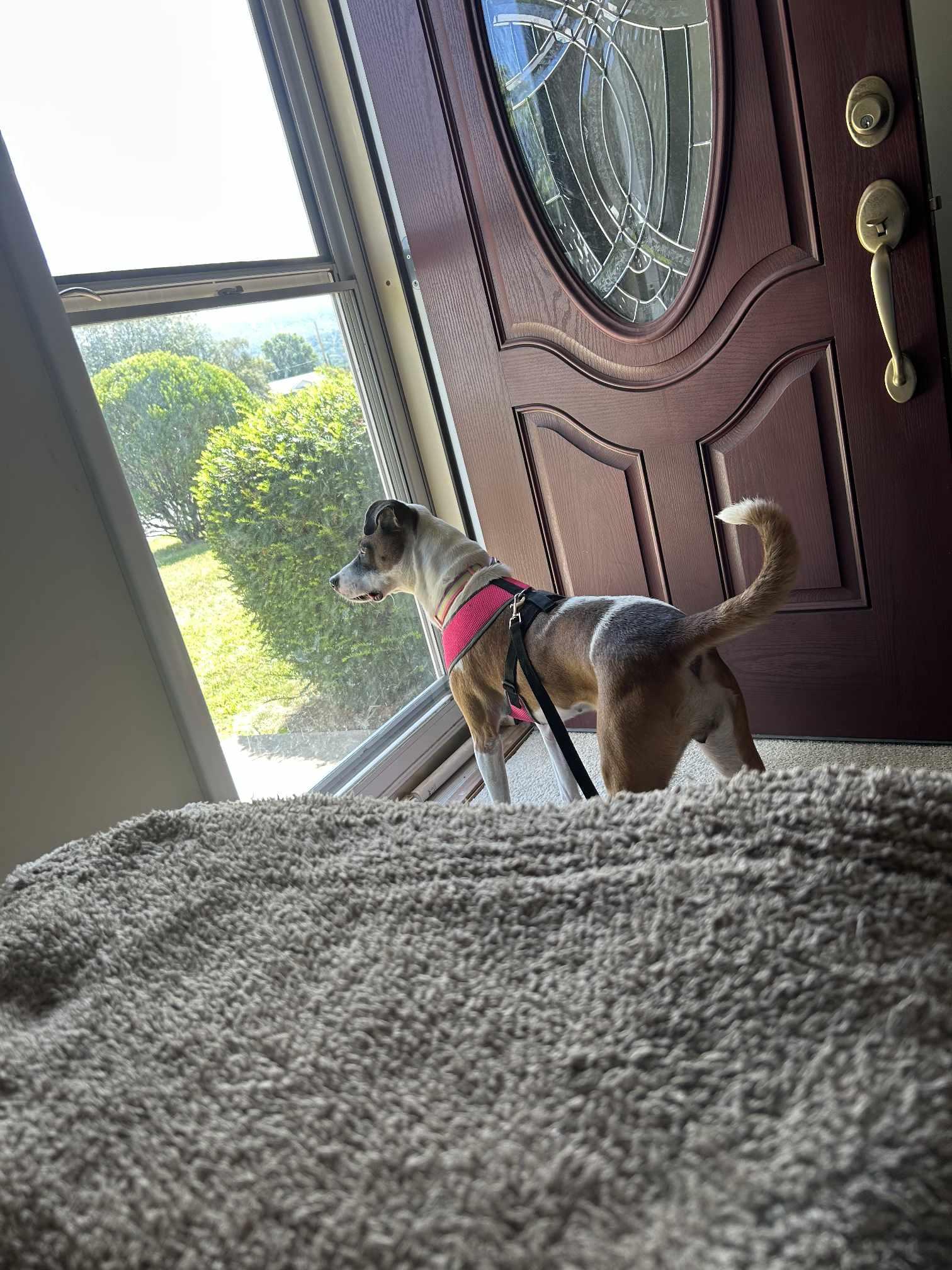 Mona Lisa, a Adoptable mixed breed in Frederick, MD image 4/6
