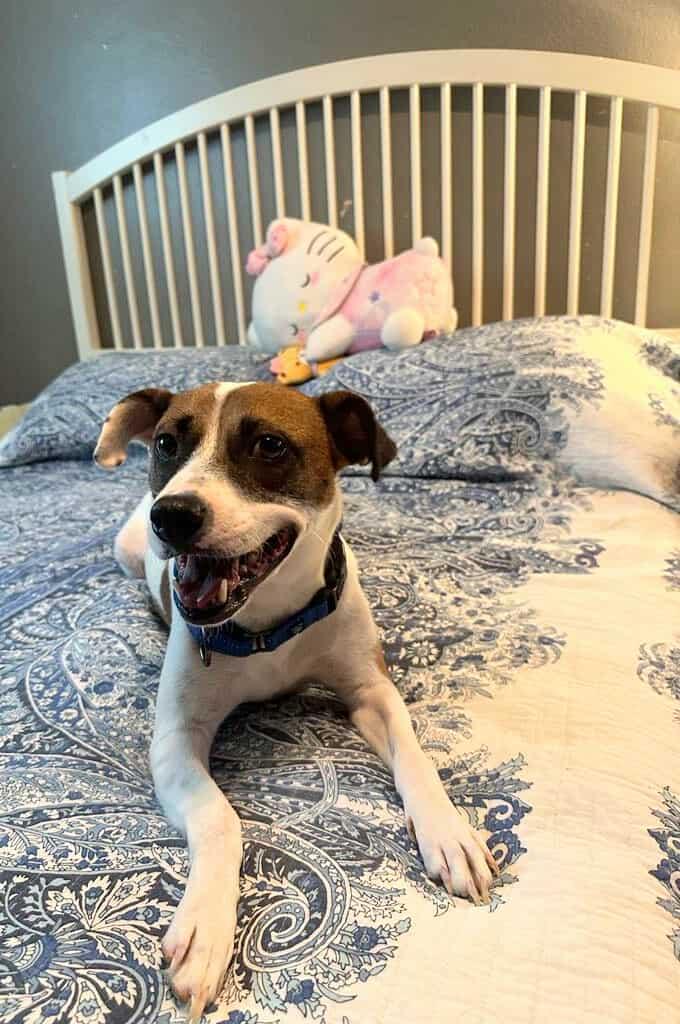 Mona Lisa, a Adoptable mixed breed in Frederick, MD image 5/6
