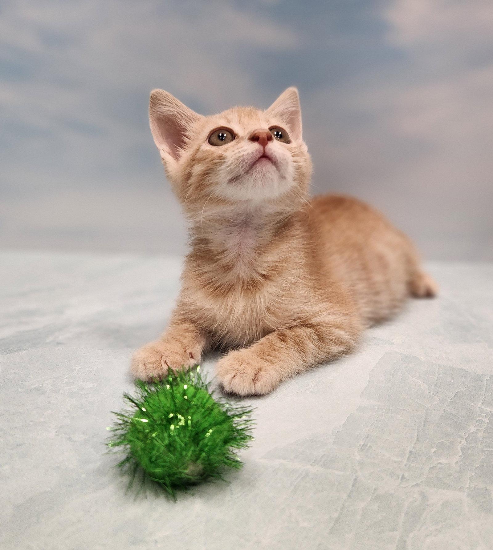 Enlarge Wreck it Ralph, a Adoptable Domestic Short Hair in Charleston, SC image 1/3