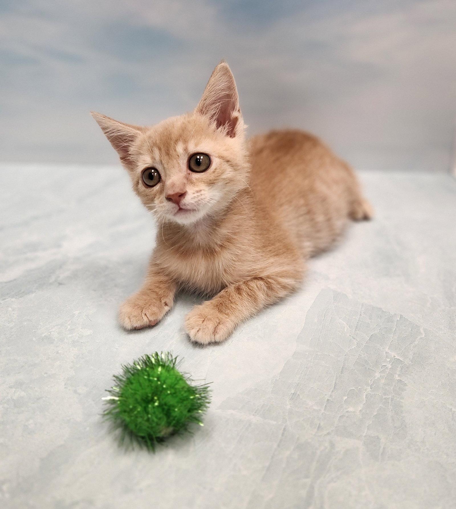 Enlarge Wreck it Ralph, a Adoptable Domestic Short Hair in Charleston, SC image 2/3