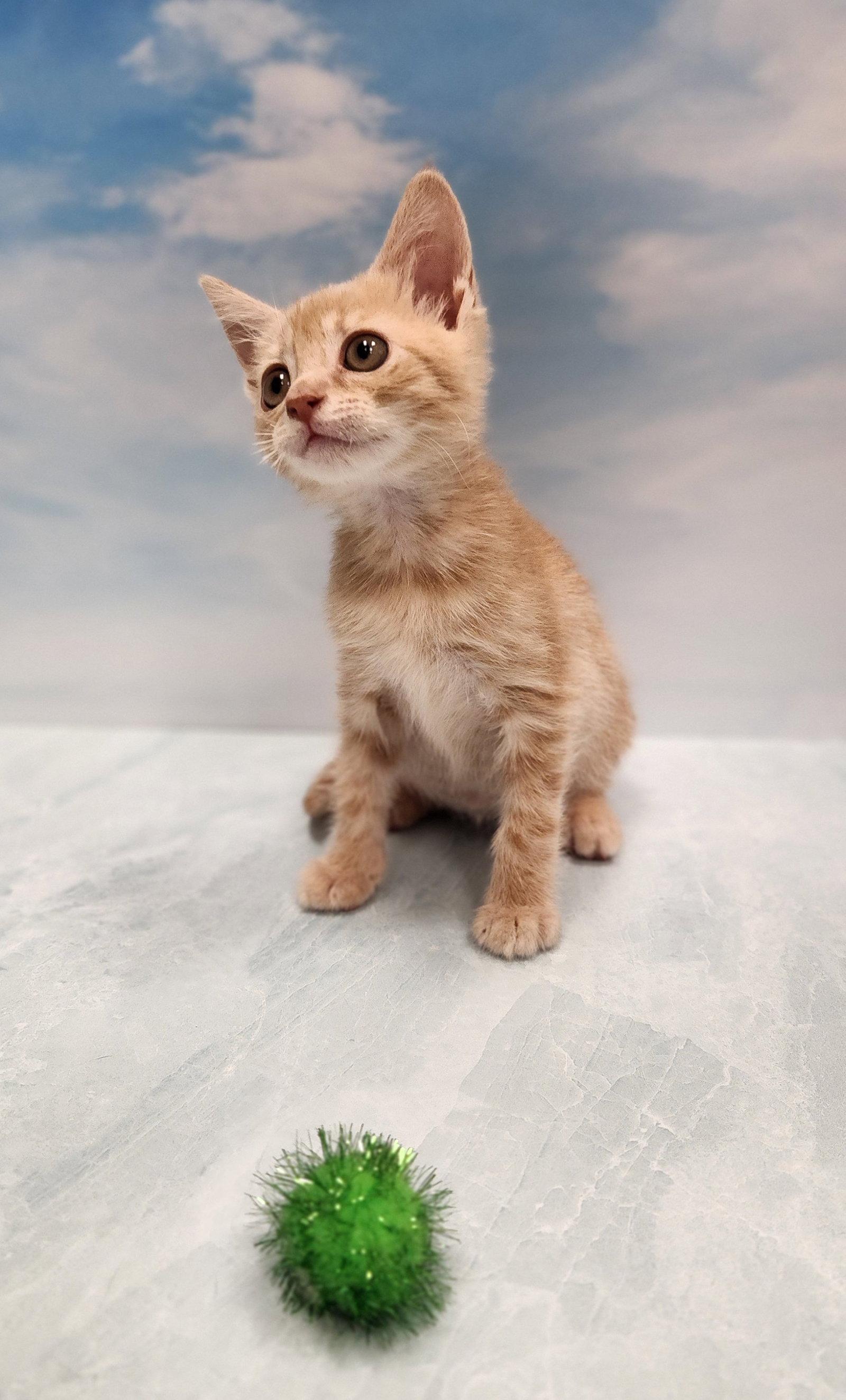 Enlarge Wreck it Ralph, a Adoptable Domestic Short Hair in Charleston, SC image 3/3