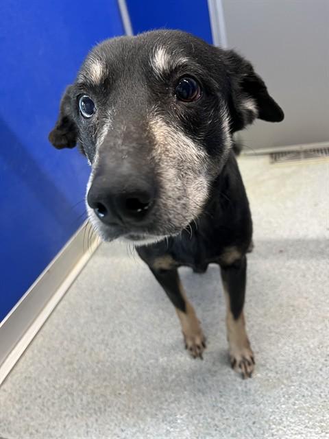 THELMA, Adoptable, Adult Female Akbash.