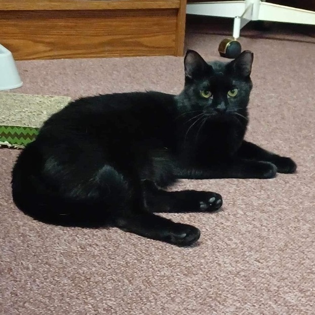 Enlarge Twinkle & Tony , a Adoptable Domestic Short Hair in Rochester, NY image 1/10