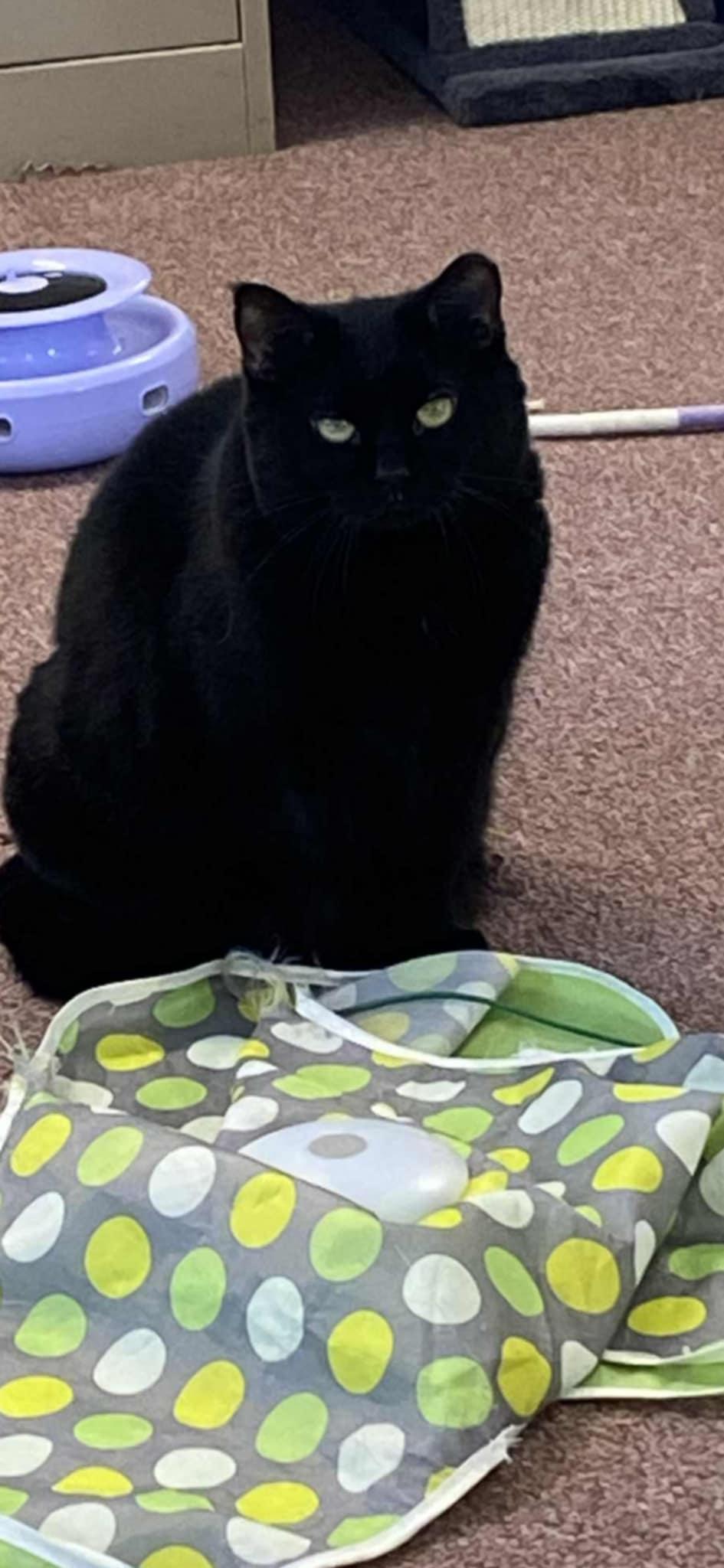 Twinkle, Adoptable, Adult Male Domestic Short Hair.