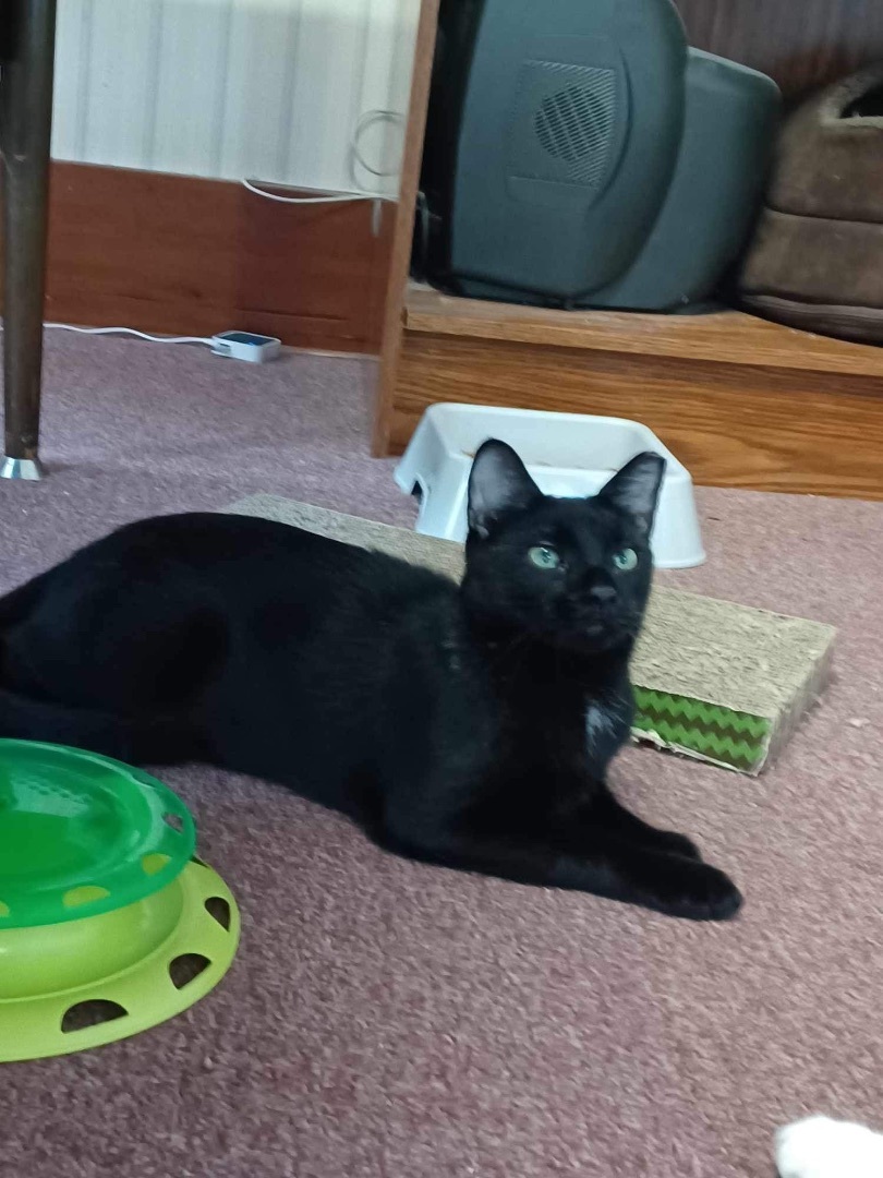 Enlarge Twinkle & Tony , a Adoptable Domestic Short Hair in Rochester, NY image 2/10