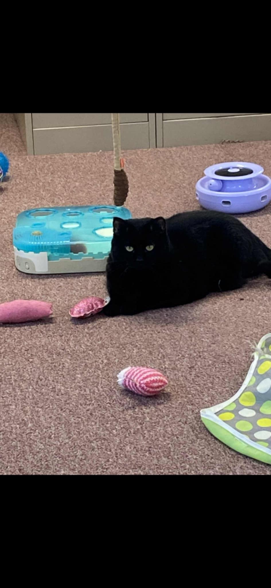 Twinkle, a Adoptable Domestic Short Hair in Rochester, NY image 2/4