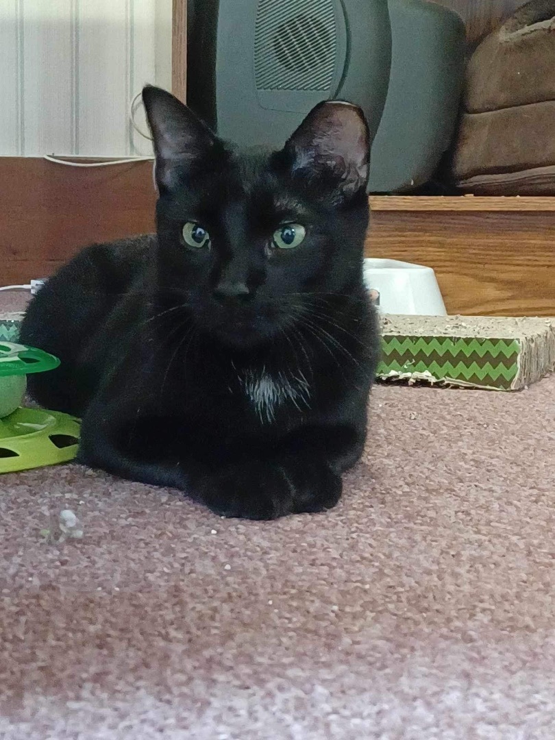 Enlarge Twinkle & Tony , a Adoptable Domestic Short Hair in Rochester, NY image 3/10