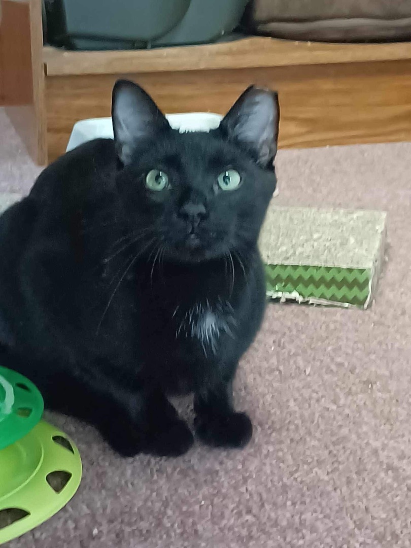 Enlarge Twinkle & Tony , a Adoptable Domestic Short Hair in Rochester, NY image 4/10