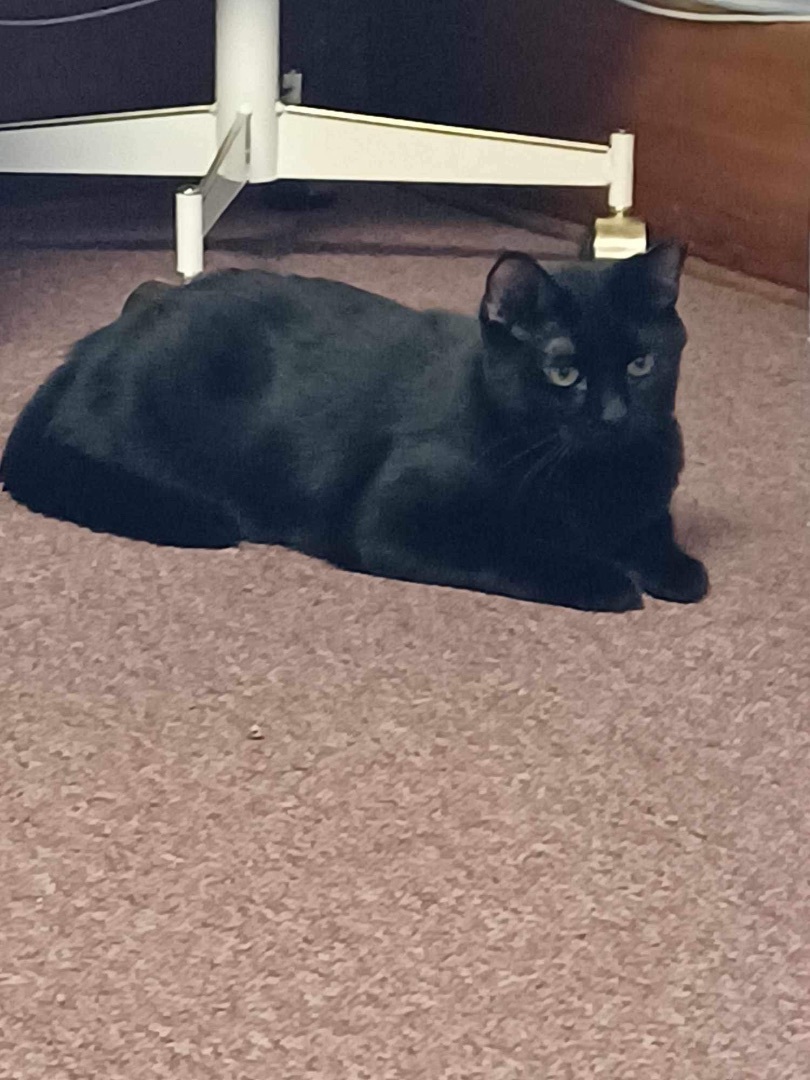 Enlarge Twinkle & Tony , a Adoptable Domestic Short Hair in Rochester, NY image 5/10