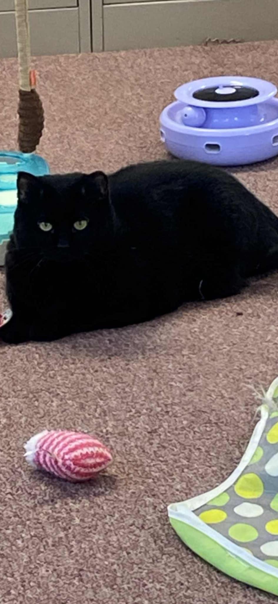 Twinkle, a Adoptable Domestic Short Hair in Rochester, NY image 3/4