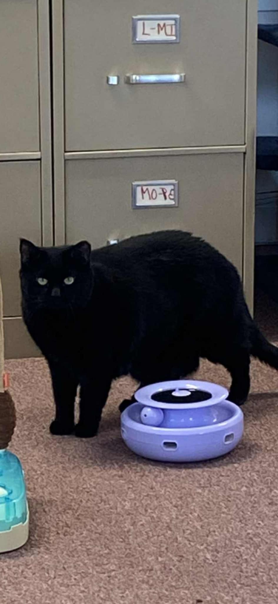 Twinkle, a Adoptable Domestic Short Hair in Rochester, NY image 4/4