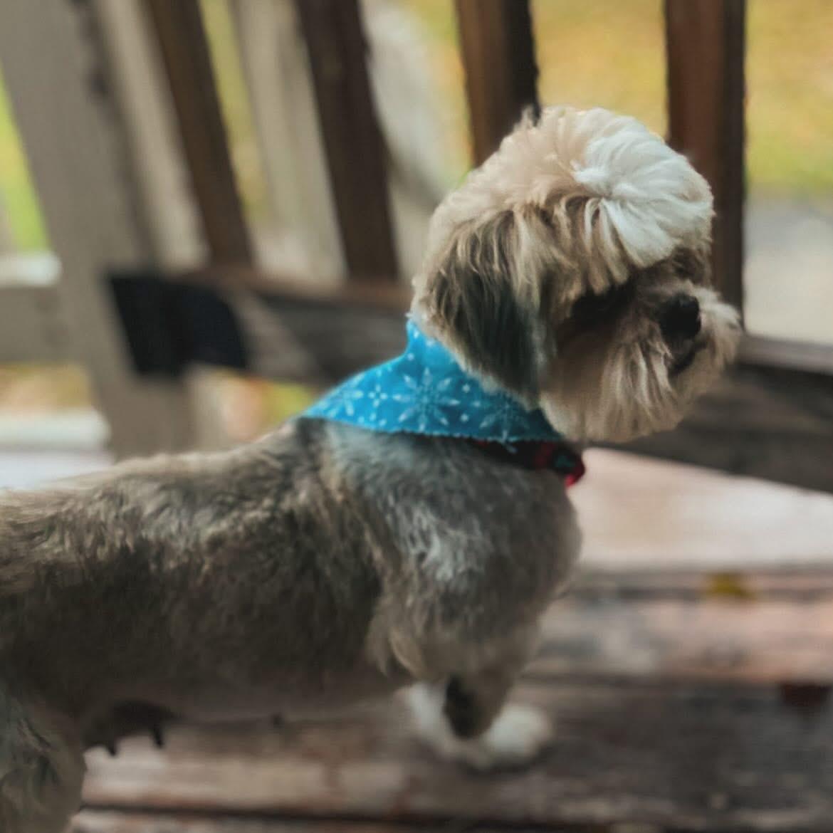 Serafina, a ADOPTABLE Shih Tzu in West Falls, NY image 1/4