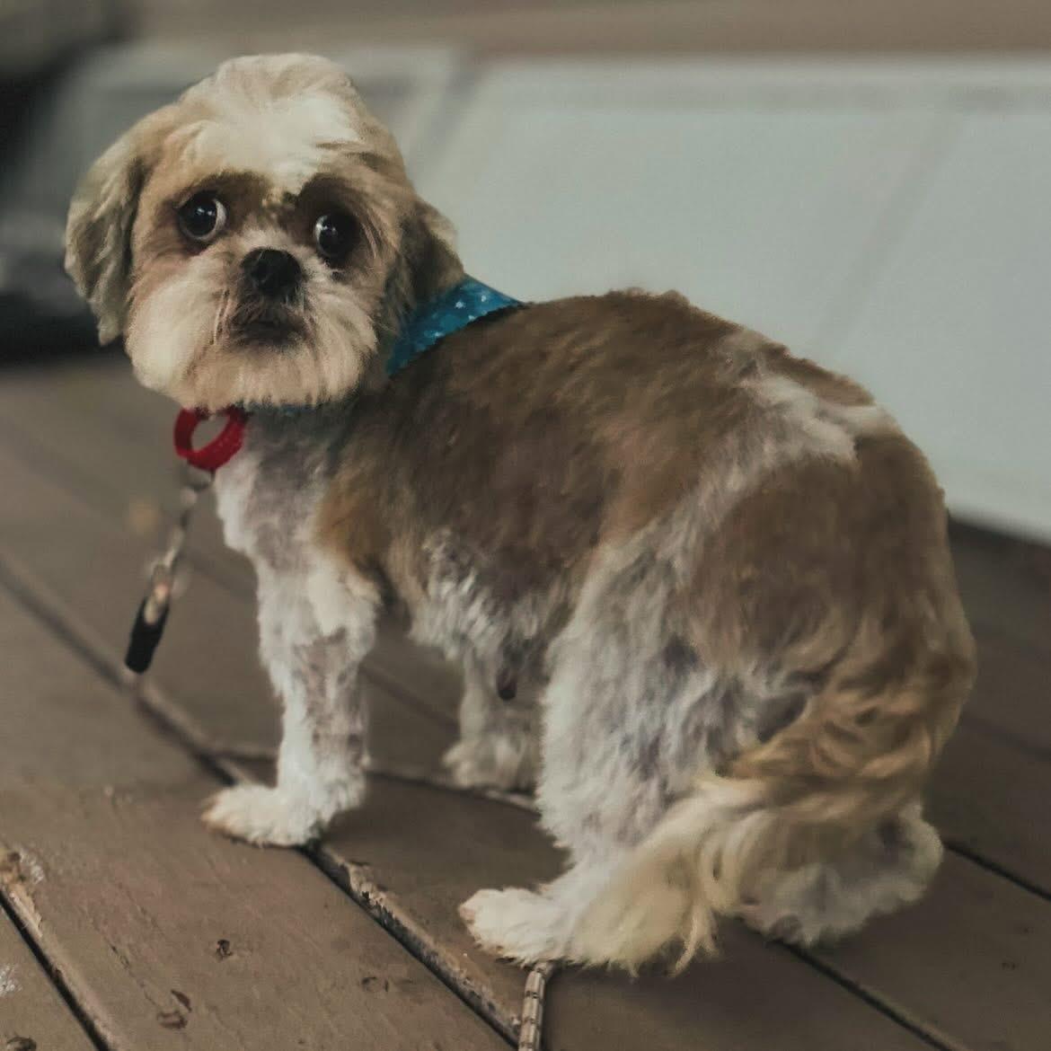 Serafina, a ADOPTABLE Shih Tzu in West Falls, NY image 2/4