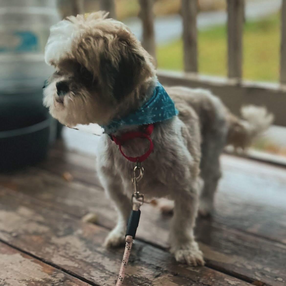 Serafina, a ADOPTABLE Shih Tzu in West Falls, NY image 3/4