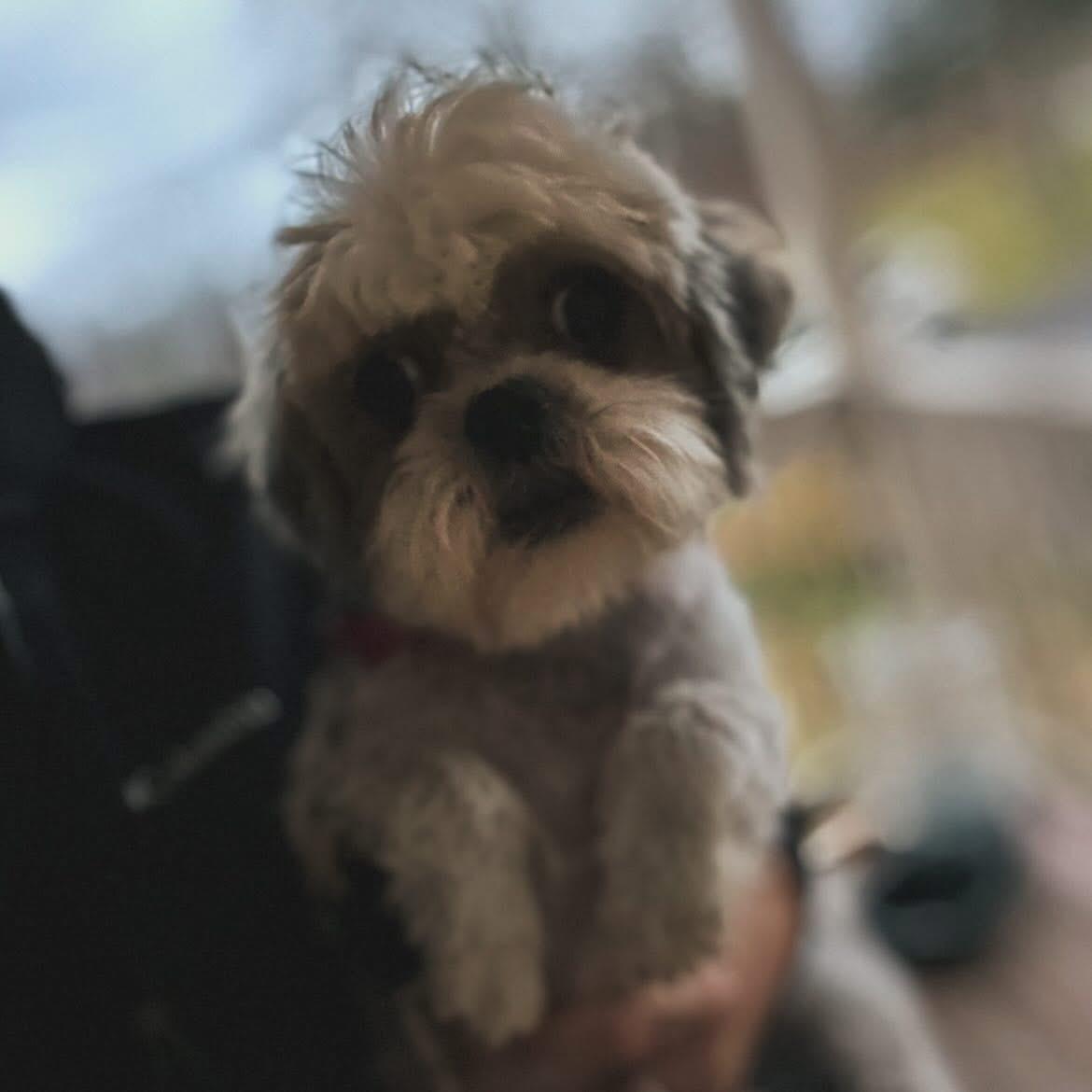 Serafina, a ADOPTABLE Shih Tzu in West Falls, NY image 4/4