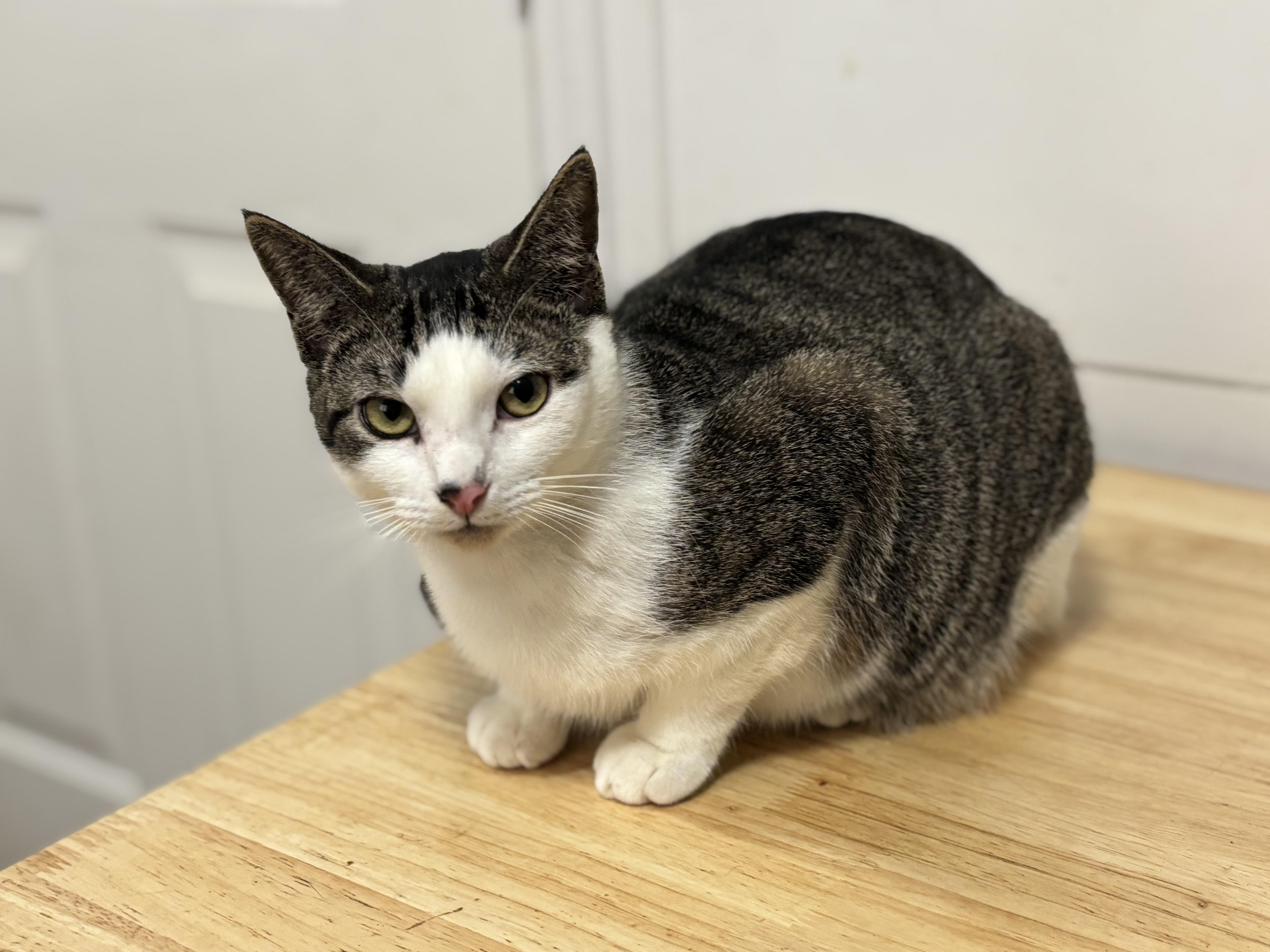 Enlarge Rumor, a Adoptable Domestic Short Hair in Brattleboro, VT image 4/5