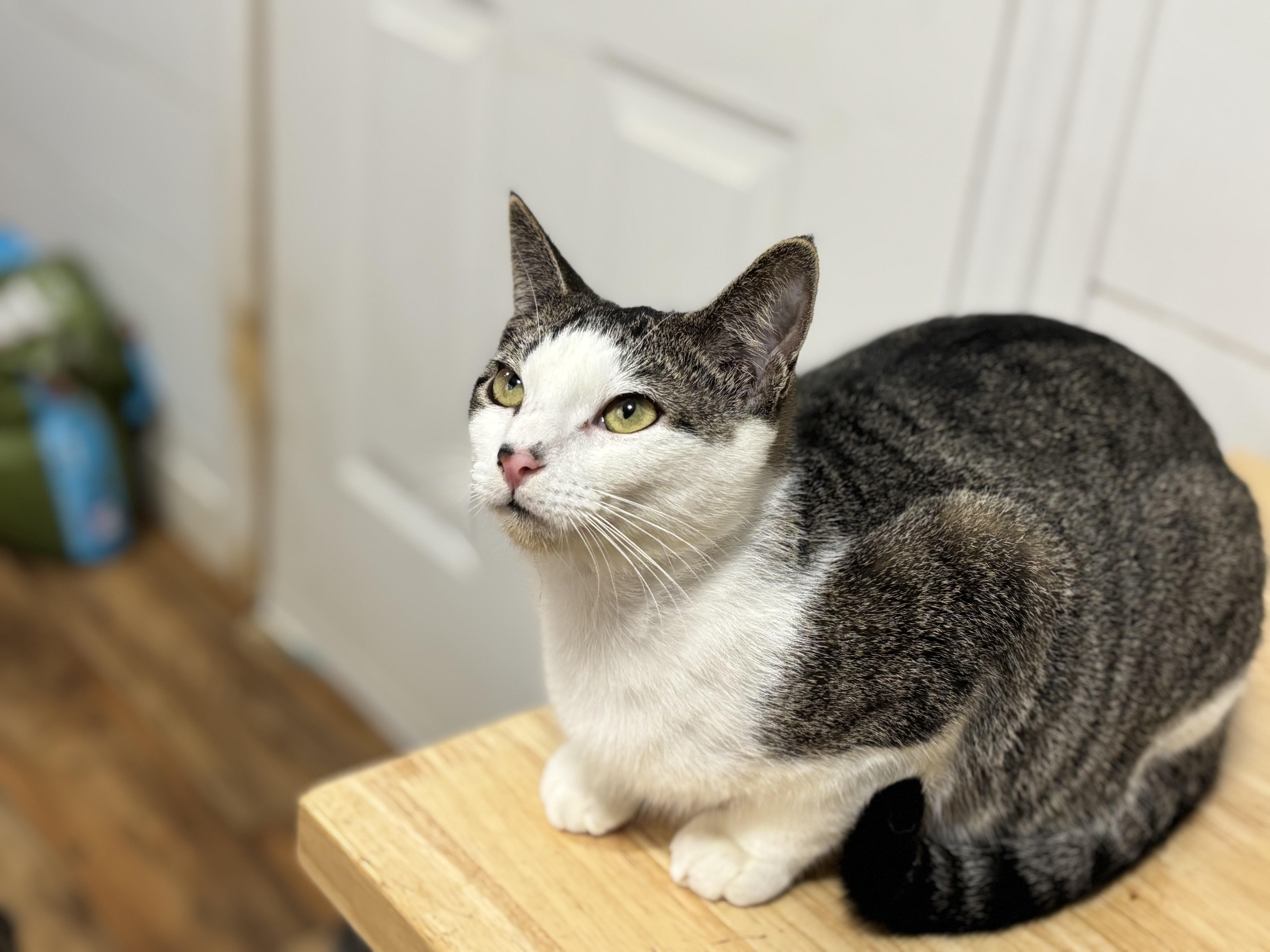 Enlarge Rumor, a Adoptable Domestic Short Hair in Brattleboro, VT image 2/5