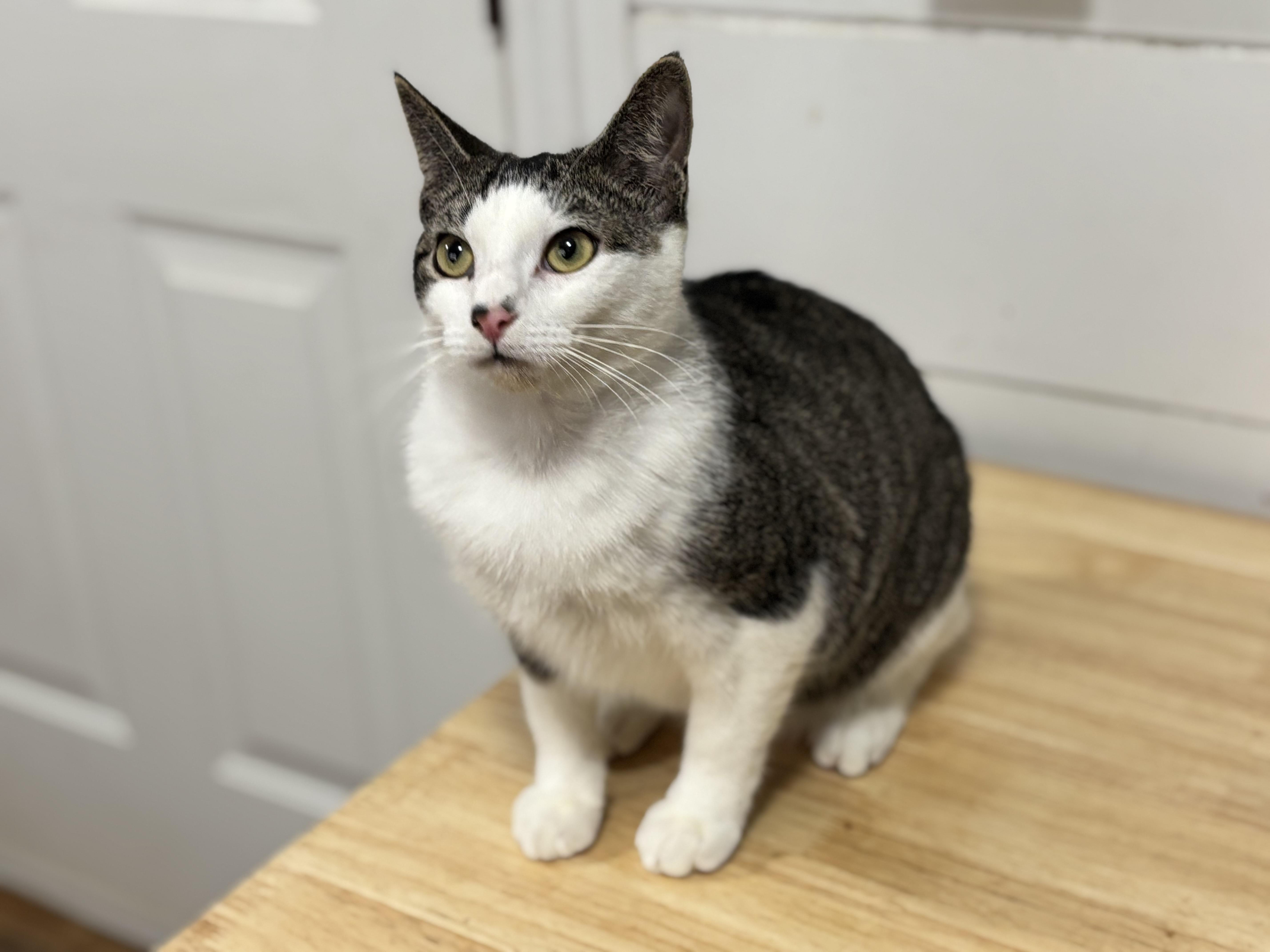 Enlarge Rumor, a Adoptable Domestic Short Hair in Brattleboro, VT image 3/5