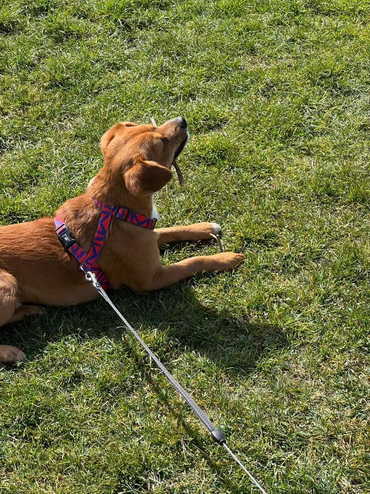 Carson, an adoptable Mixed Breed in Richmond, BC image 1/6