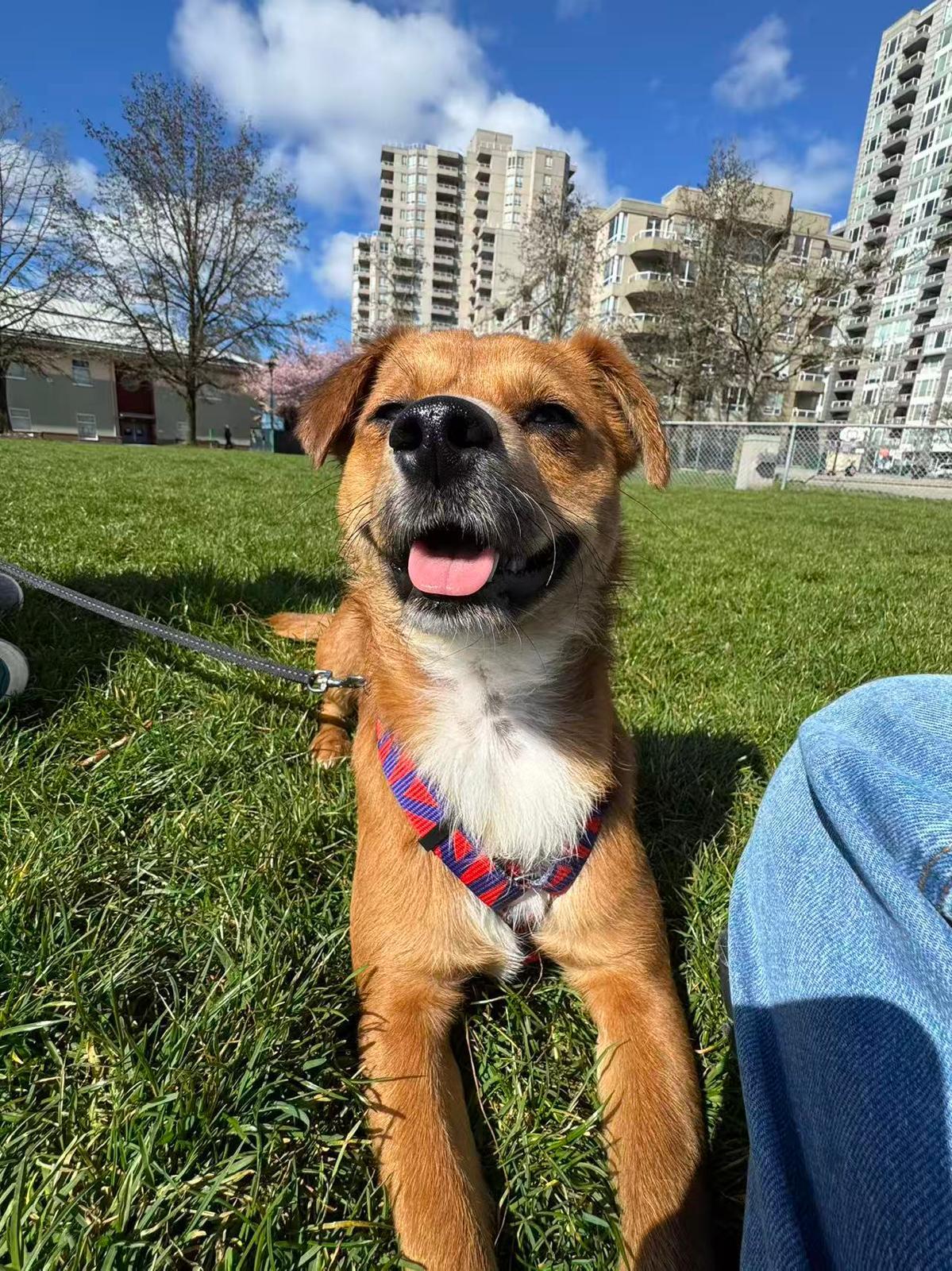 Carson, an adoptable Mixed Breed in Richmond, BC image 2/6