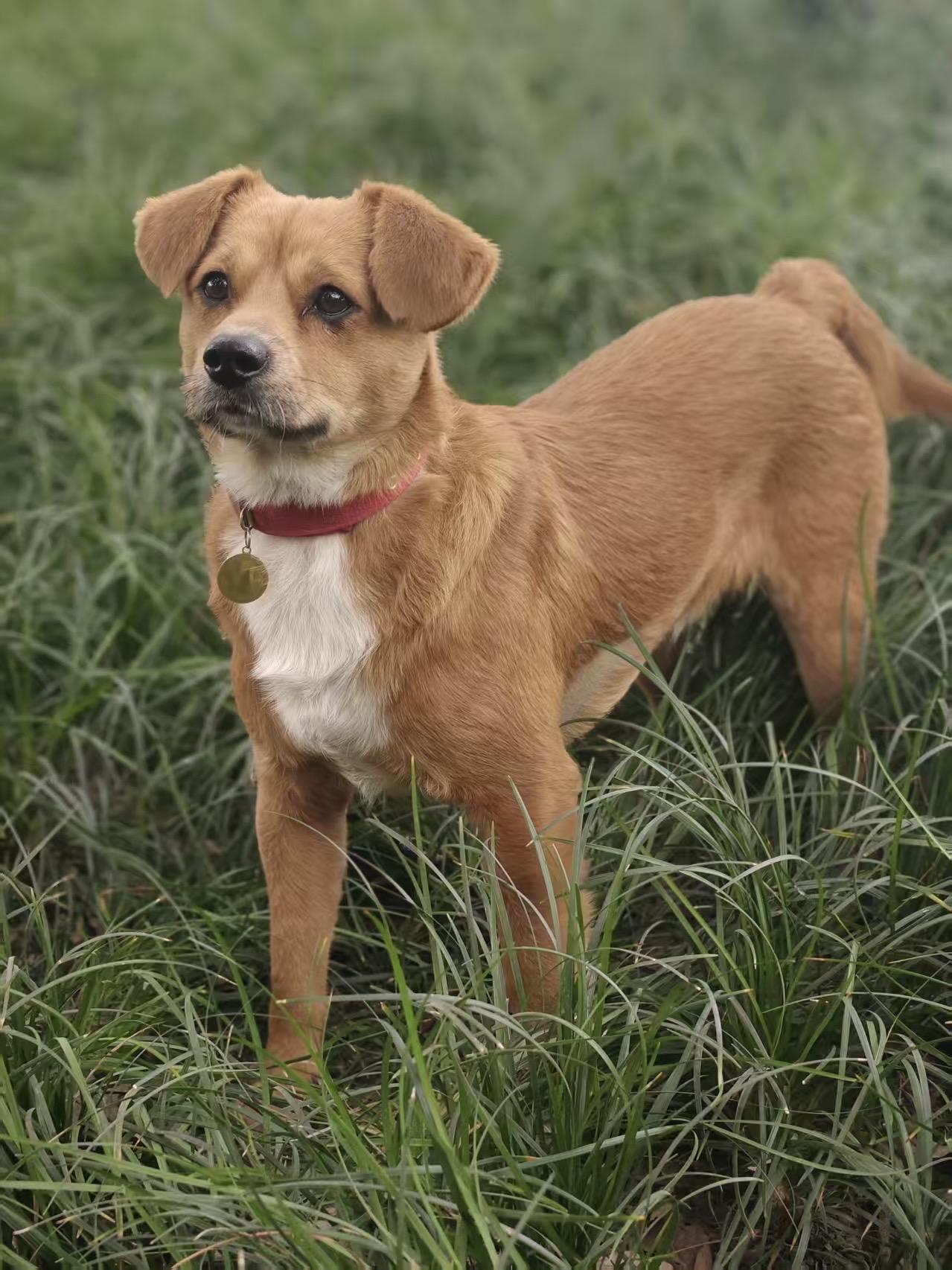 Carson, an adoptable Mixed Breed in Richmond, BC image 4/6