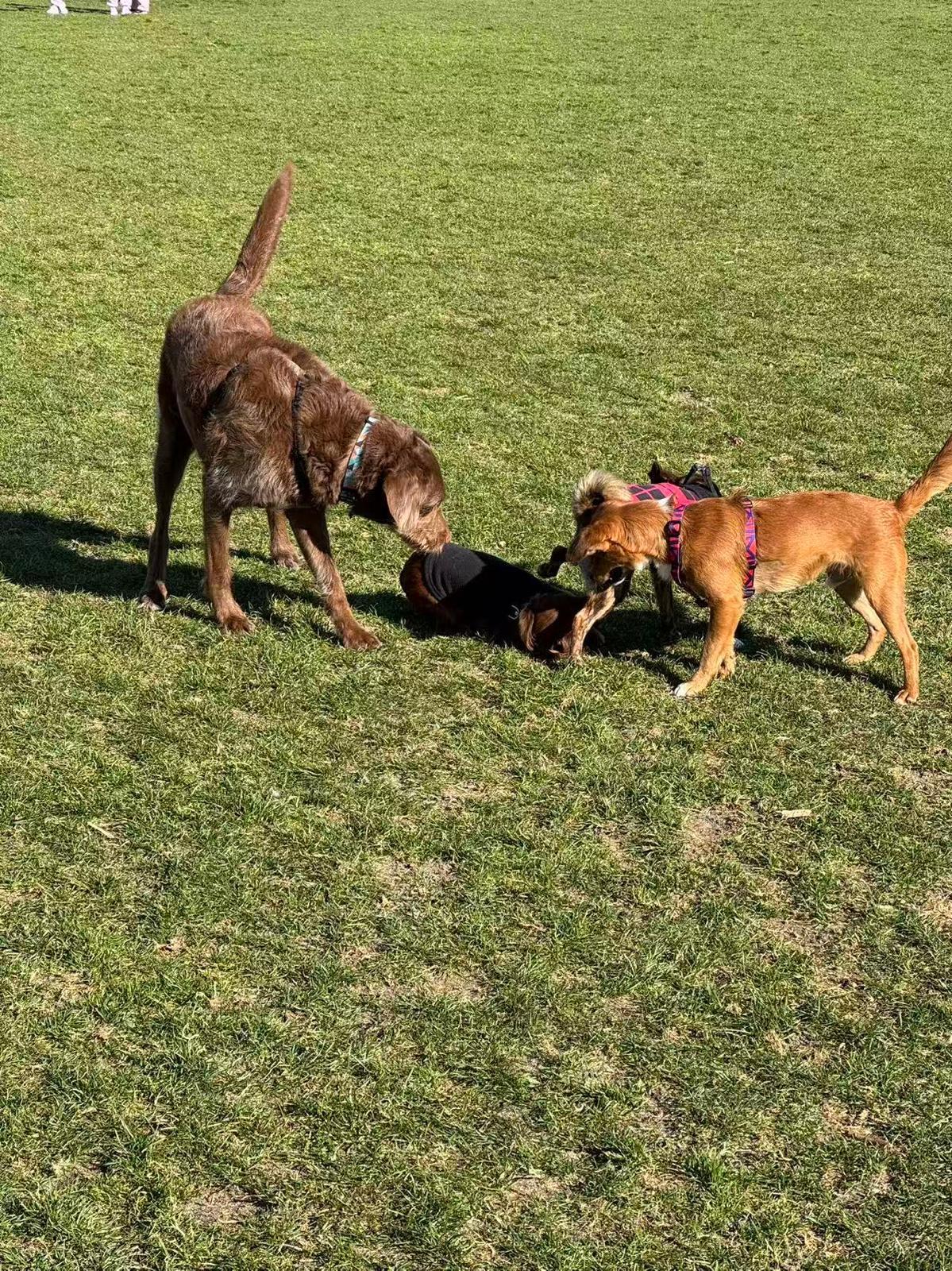 Carson, an adoptable Mixed Breed in Richmond, BC image 5/6