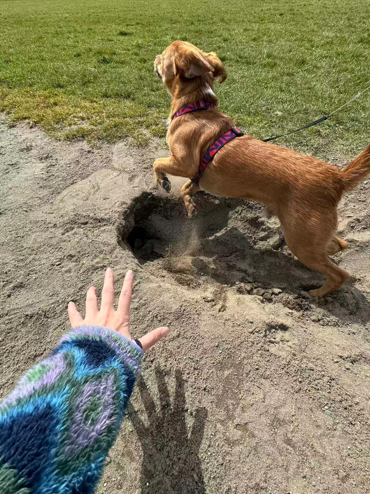 Carson, an adoptable Mixed Breed in Richmond, BC image 3/6