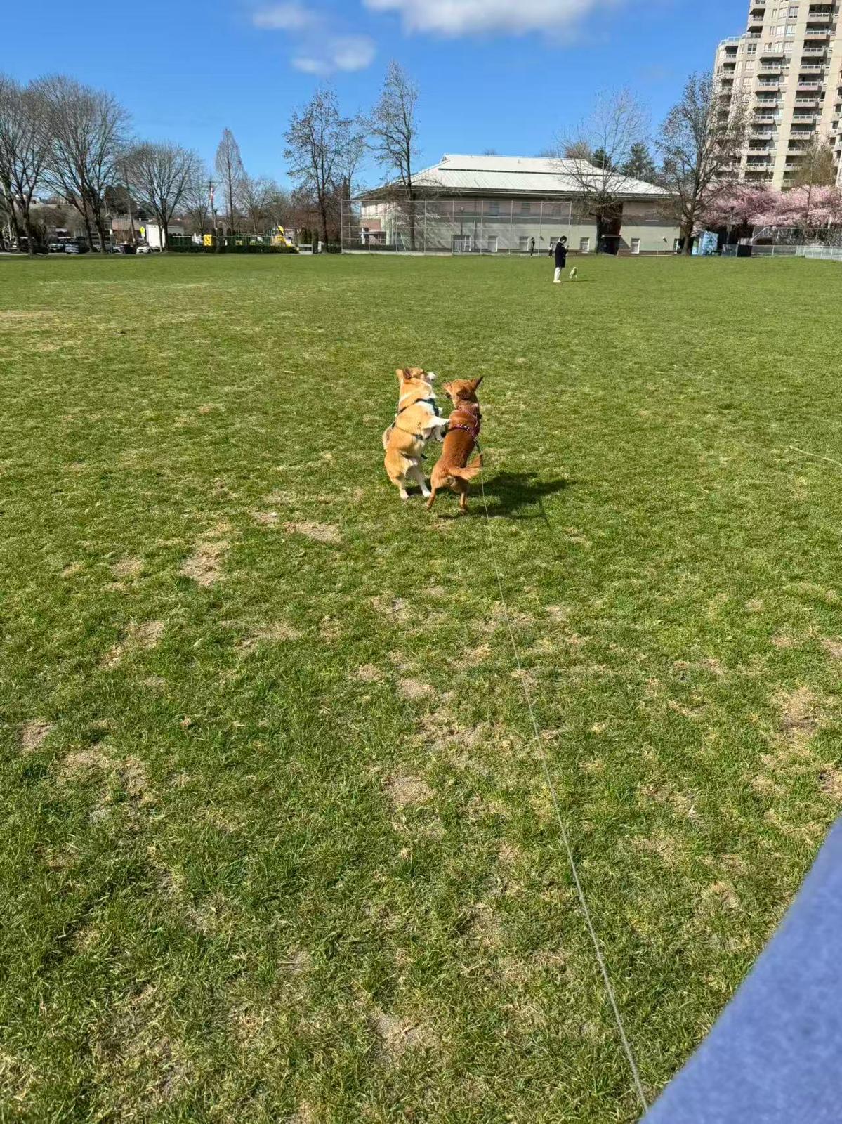 Carson, an adoptable Mixed Breed in Richmond, BC image 6/6