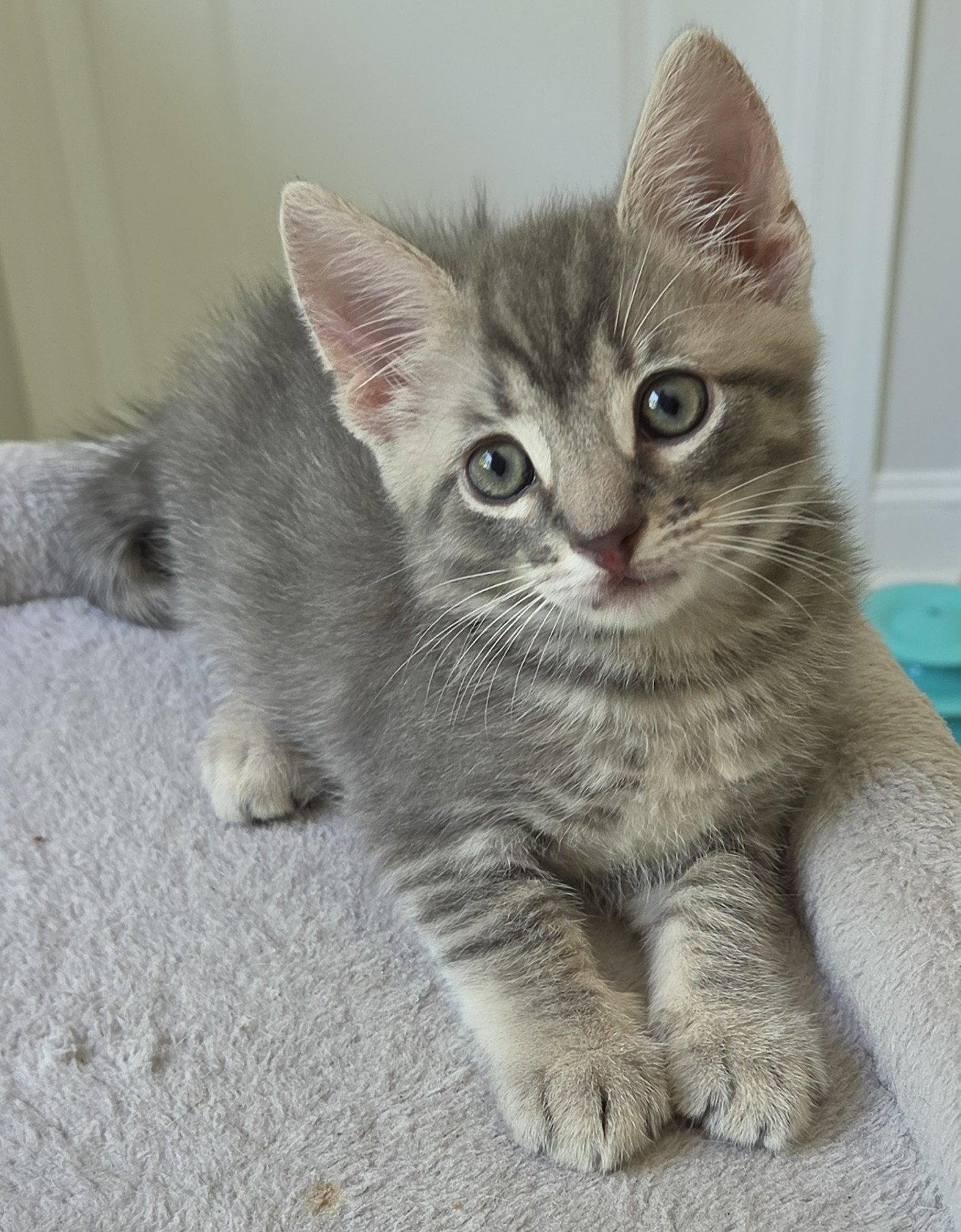 Cheesecake, a Adopted Domestic Short Hair in Pittsboro, NC image 1/3